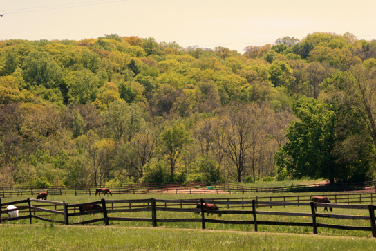 Pepper Pike Horses, Pepper Pike, OH
